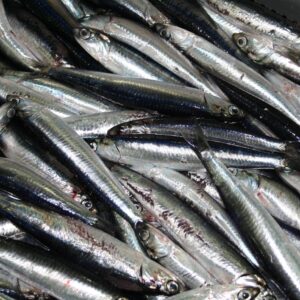 Boquerón