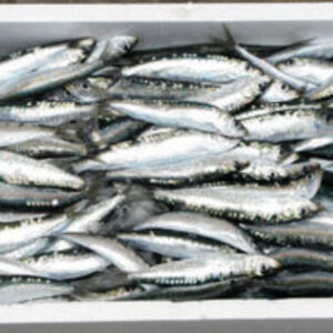 Sardina fresca de la Lonja de Estepona