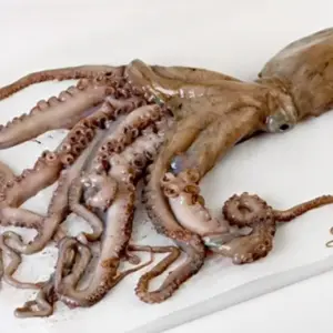 Pulpo de Roca
