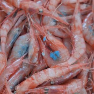 Gamba blanca fresca de Estepona